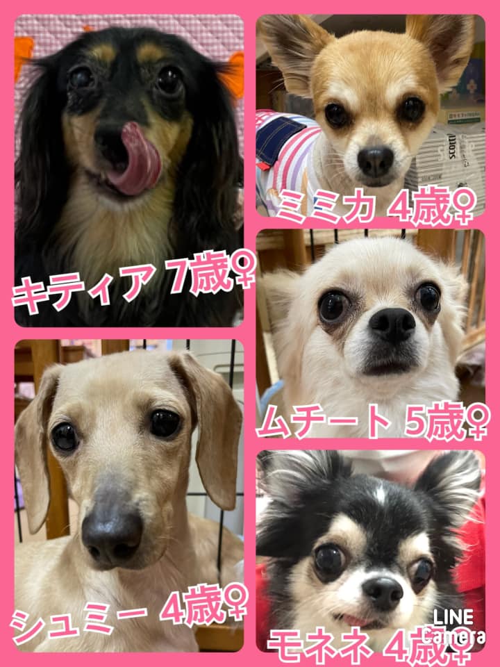 🐾今日の里親様募集中ワンコ🐶メンバーです🐾2021,7,3